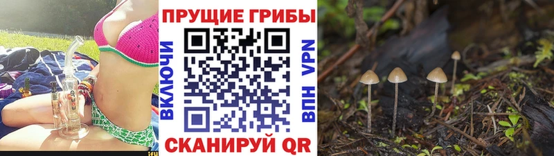 Галлюциногенные грибы мухоморы  купить наркотики цена  блэк спрут ССЫЛКА  Камызяк 